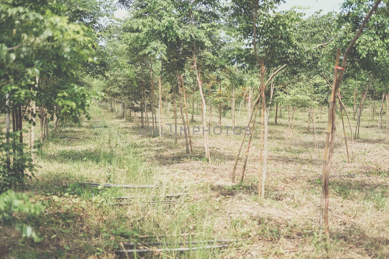 growing siamese rosewood tracwood tree in farmland. Dalbergia cochinchinensis forestry
