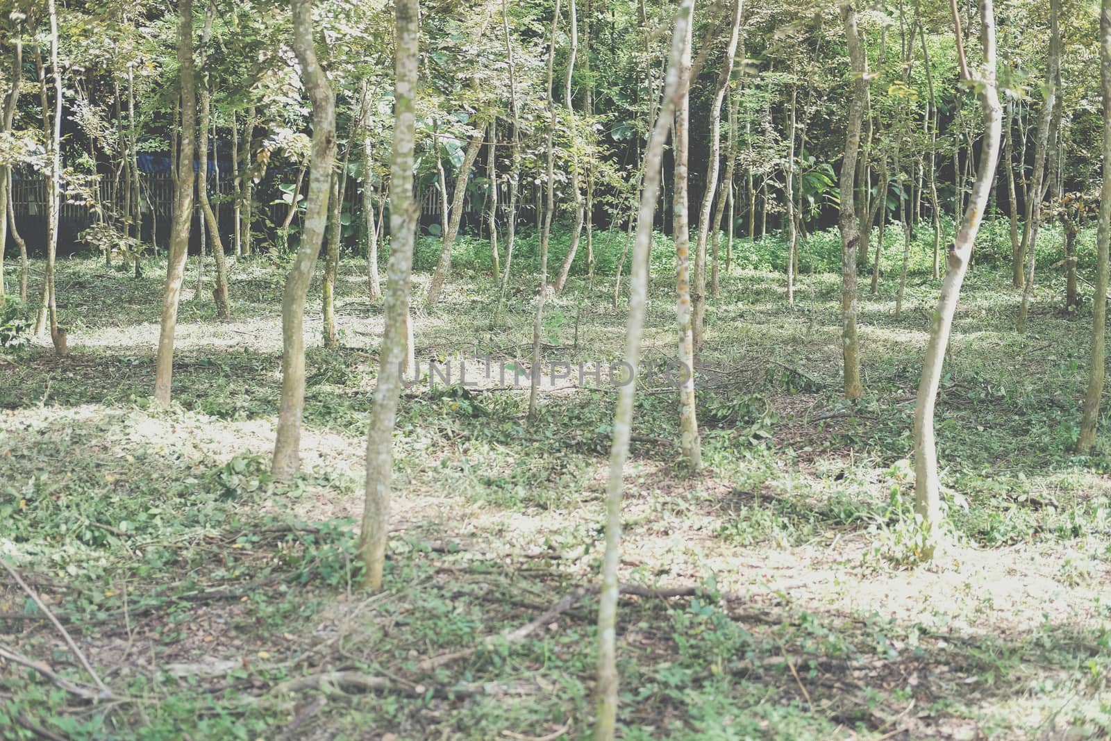 growing siamese rosewood tracwood tree in farmland. Dalbergia cochinchinensis forestry