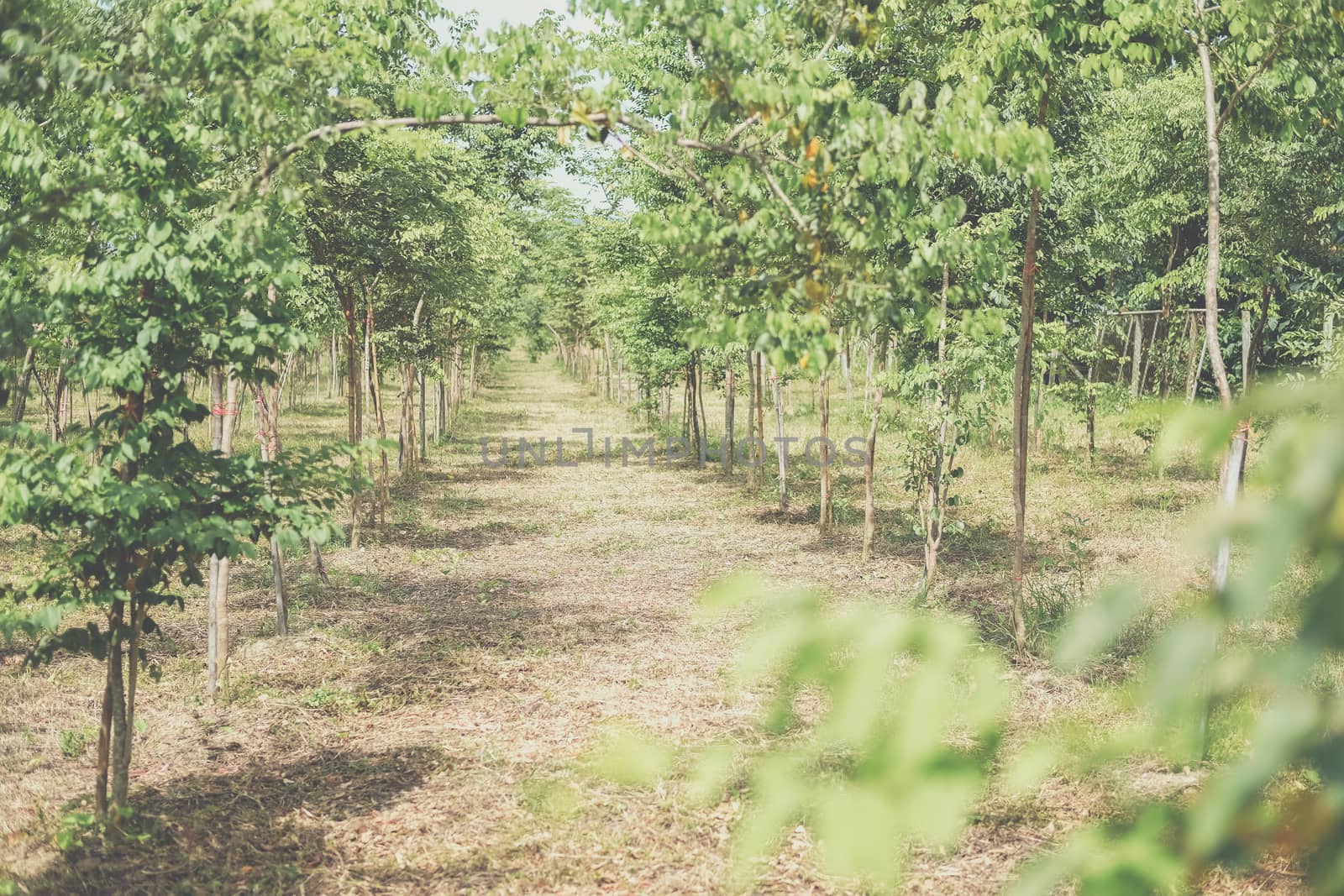 growing siamese rosewood tracwood tree in farmland. Dalbergia cochinchinensis forestry