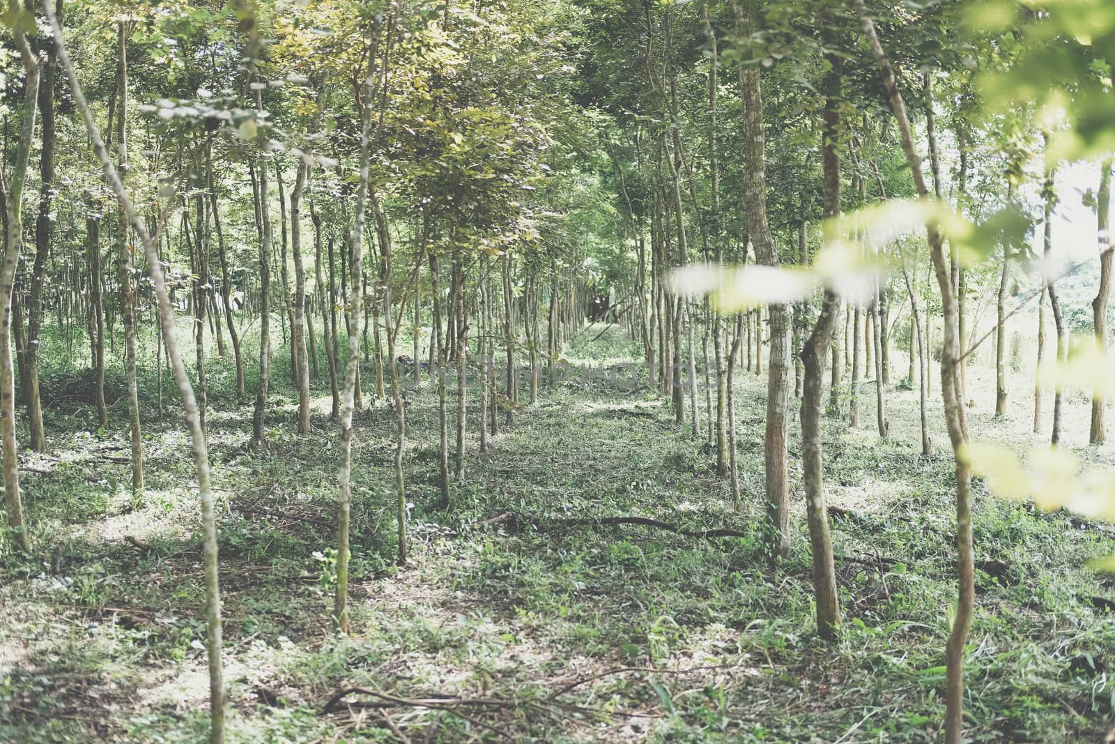 growing siamese rosewood tracwood tree in farmland. Dalbergia cochinchinensis forestry