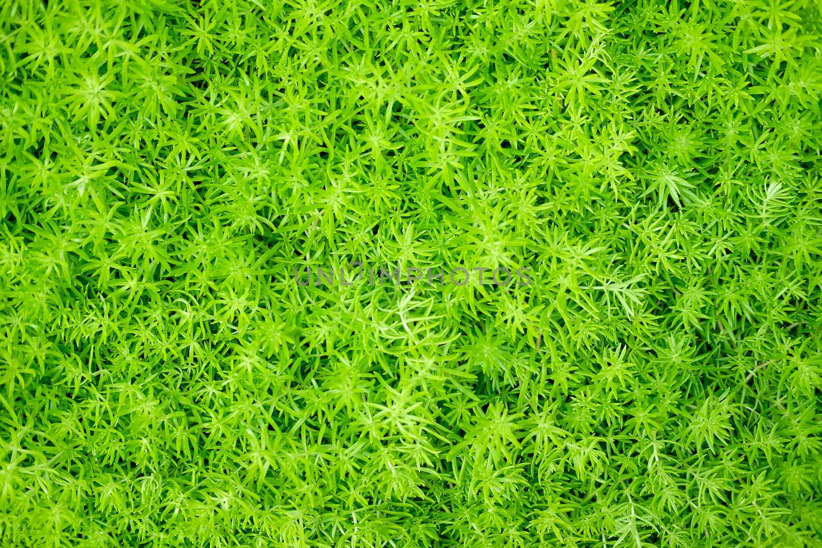 green natural leaves plant nature texture background abstract