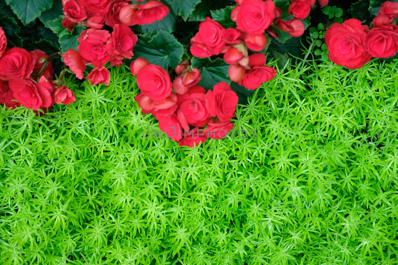 green natural leaves plant & red begonia flower. nature texture background abstract