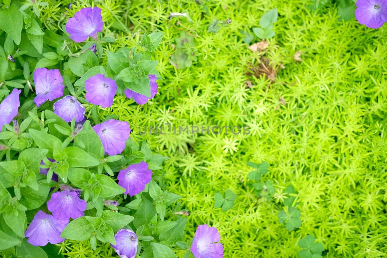 blooming flower plant in botany garden park