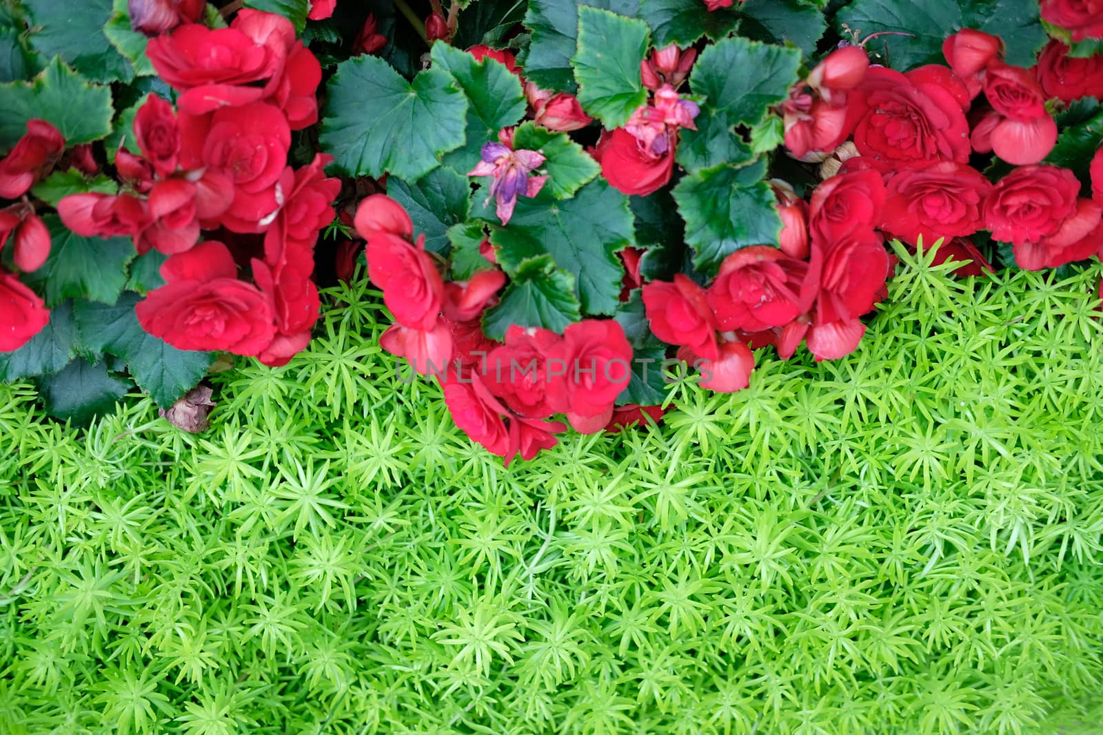 green natural leaves plant & red begonia flower. nature texture background abstract