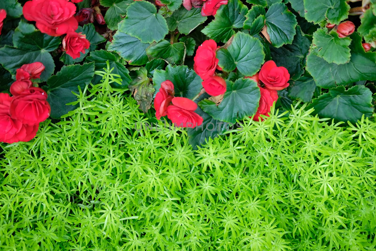 green natural leaves plant & red begonia flower. nature texture background abstract