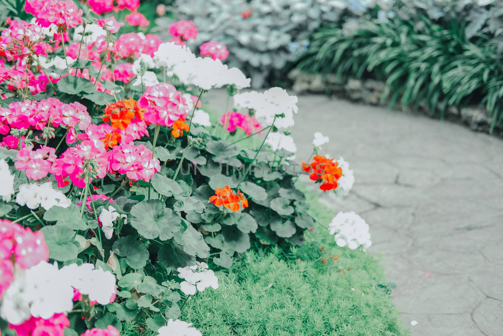 blooming flower plant in botany garden park