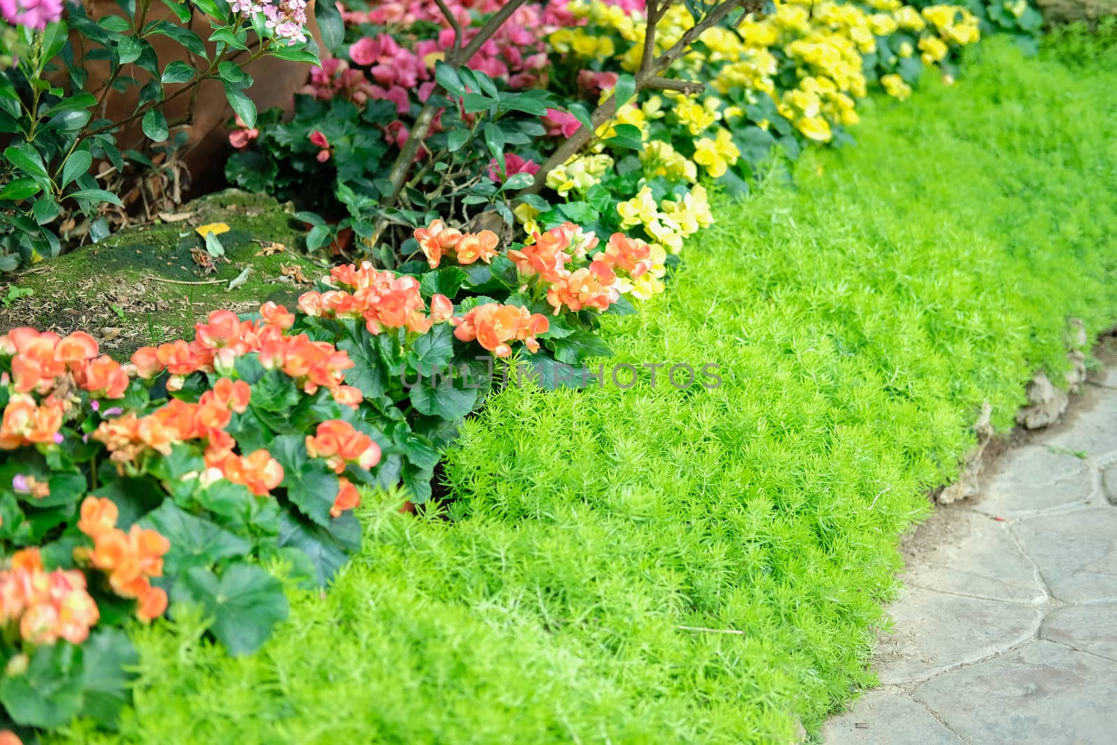 blooming flower plant in botany garden park