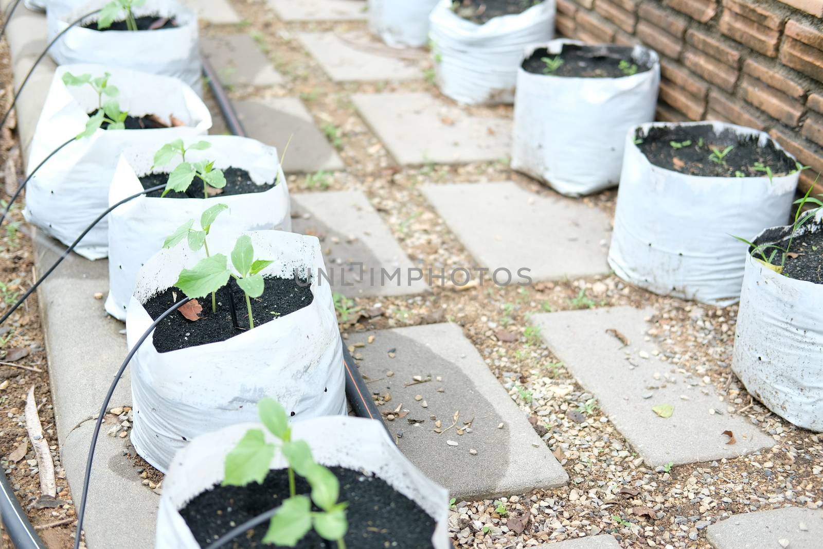 growing vegetable plant with drip water irrigation system