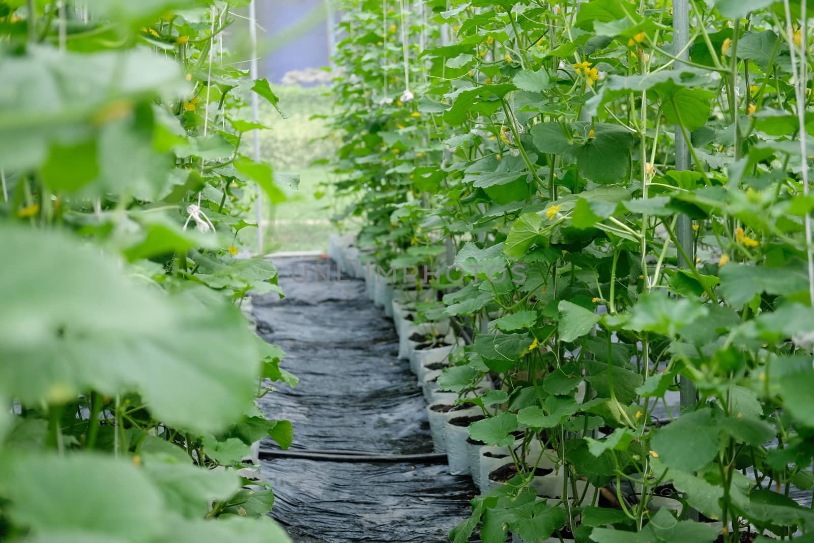melon plant growing in green house in farm orchard
