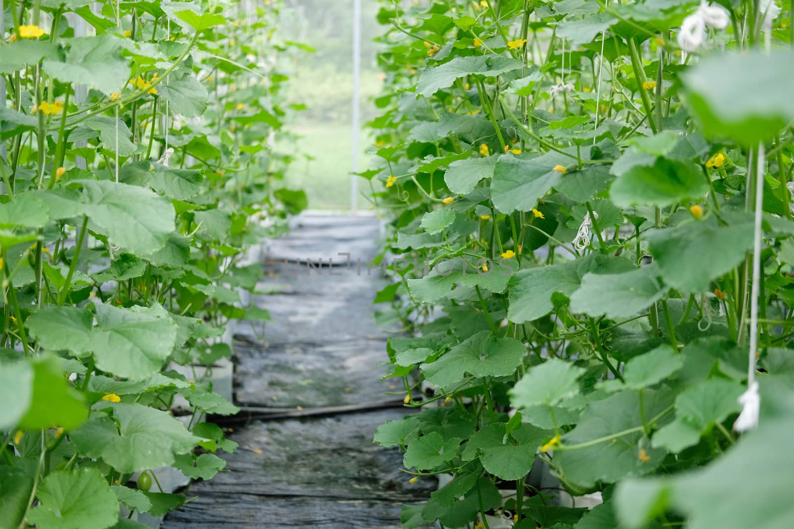 melon plant growing in green house in farm orchard