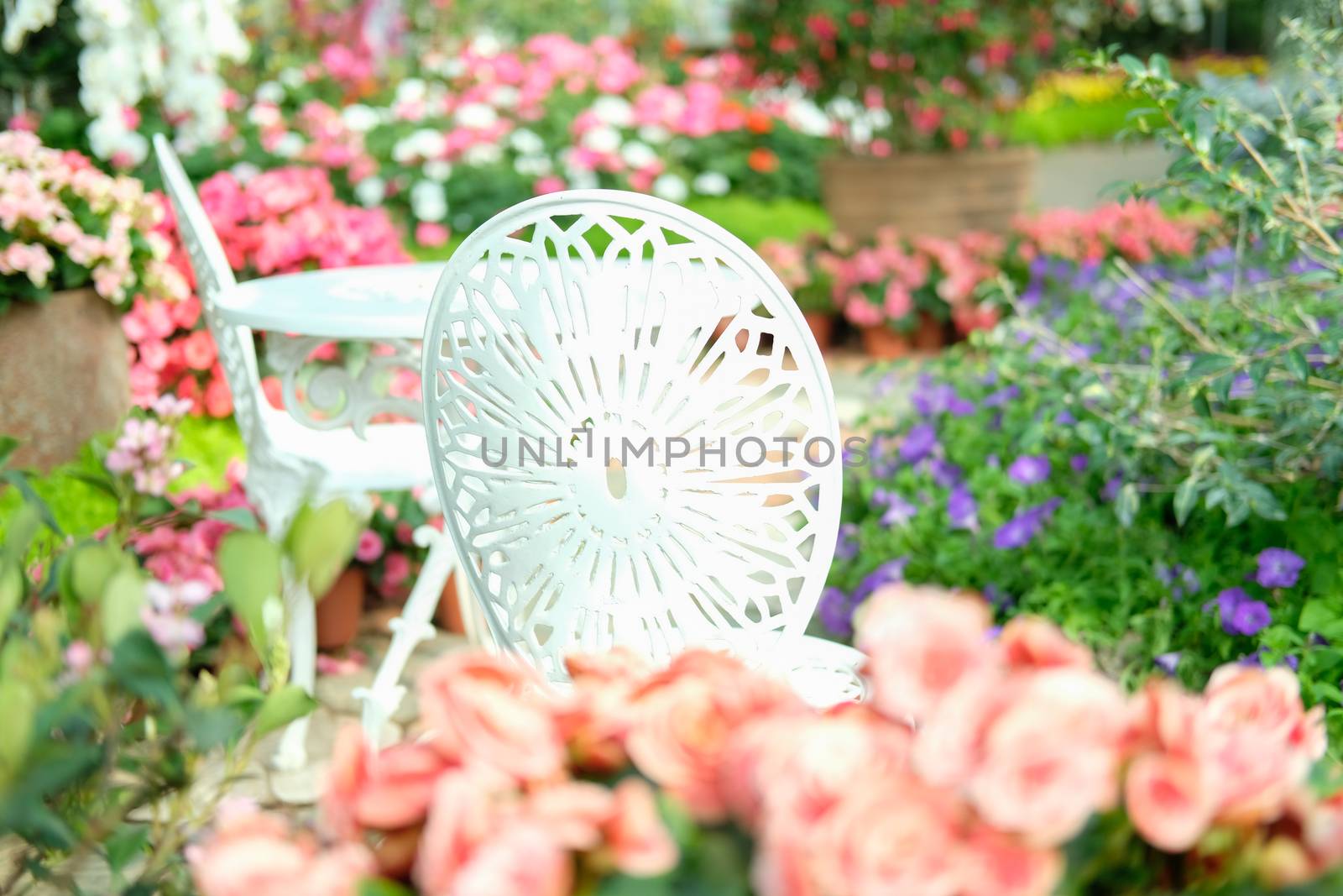 white metal seat chair in flower garden park in spring summer