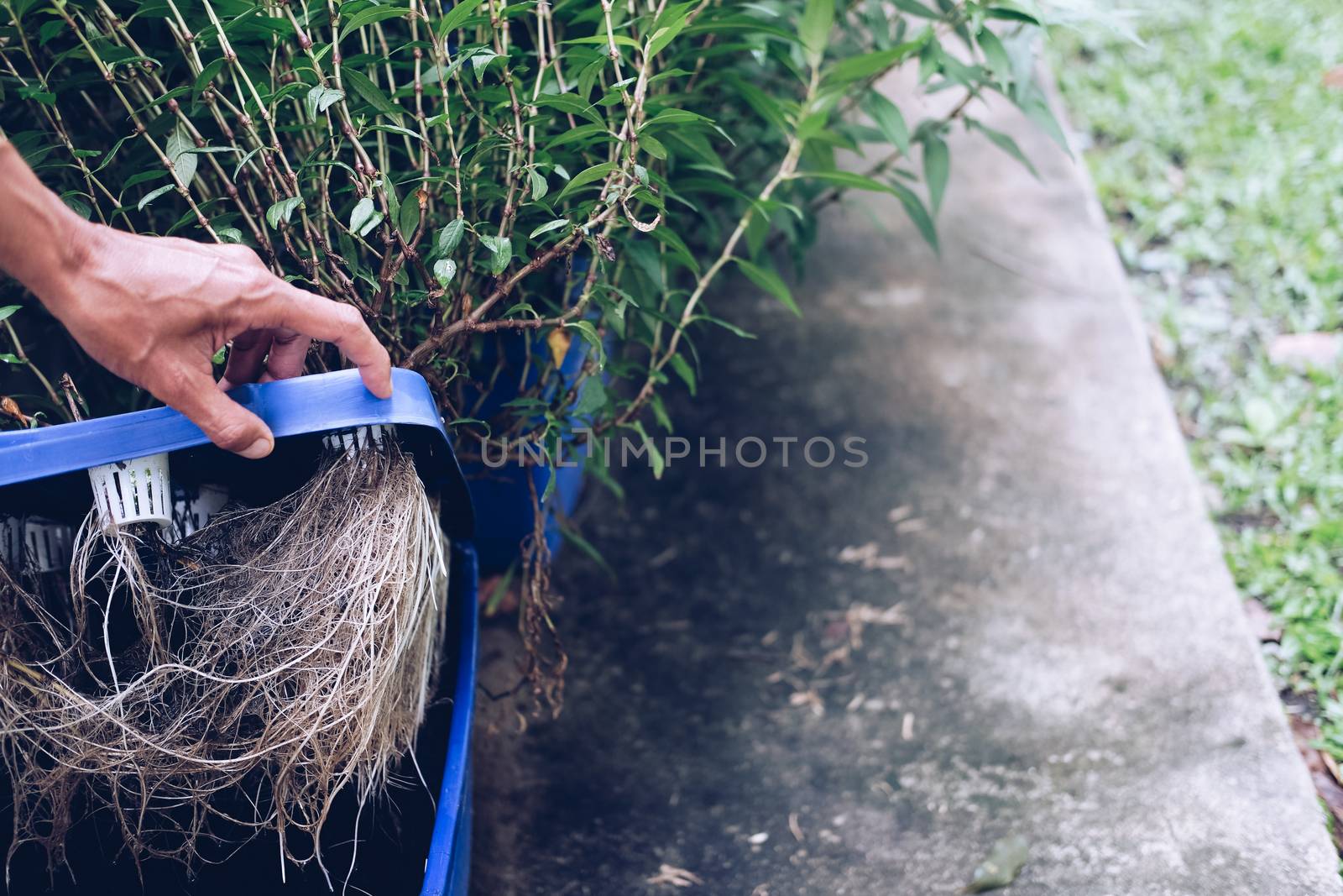 hydroponic vegetable root growing in plastic box in farm