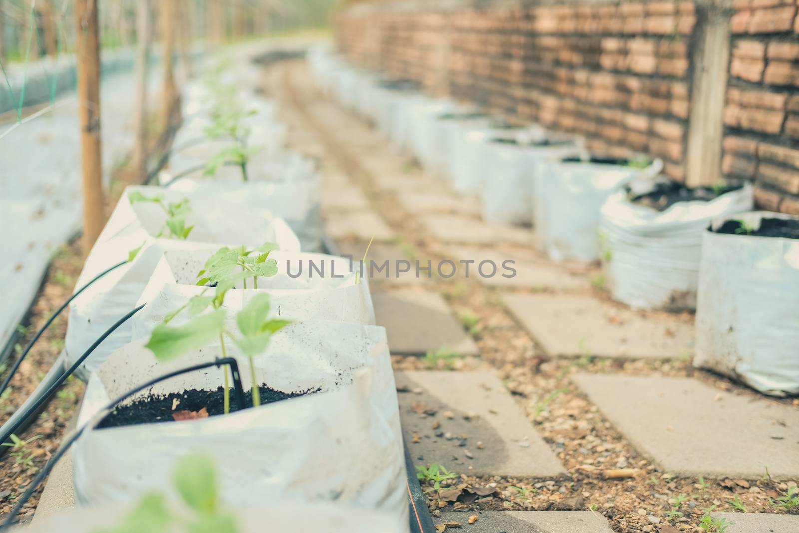 growing vegetable plant with drip water irrigation system