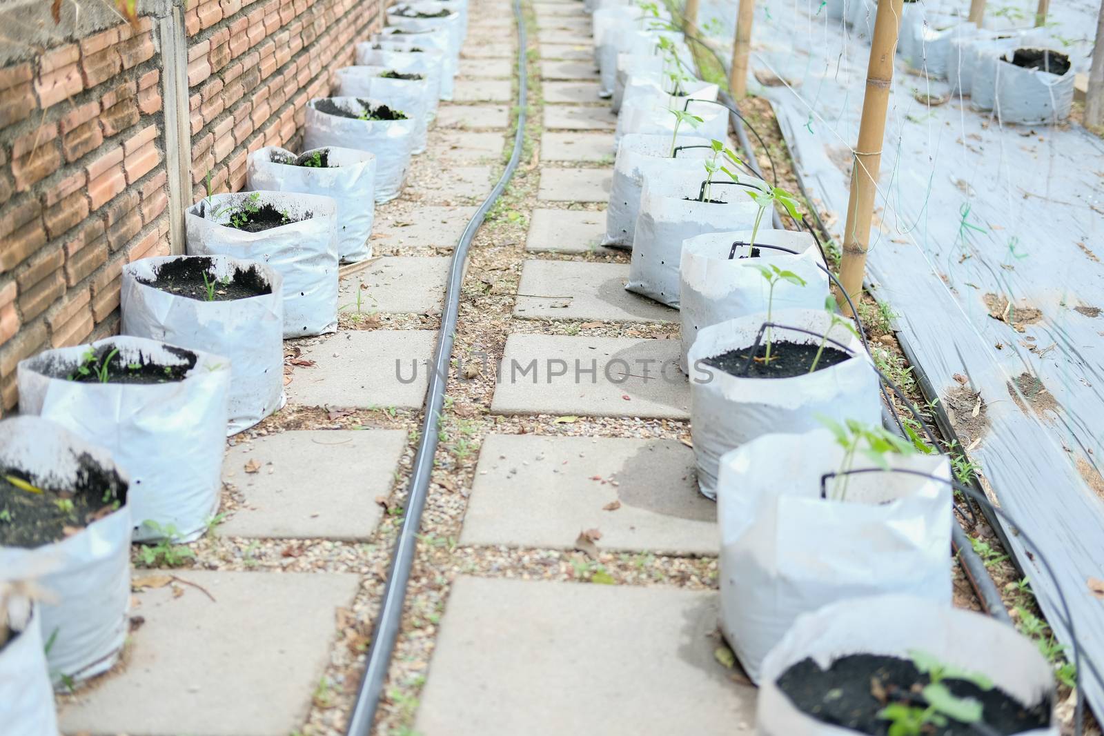 growing vegetable plant with drip water irrigation system