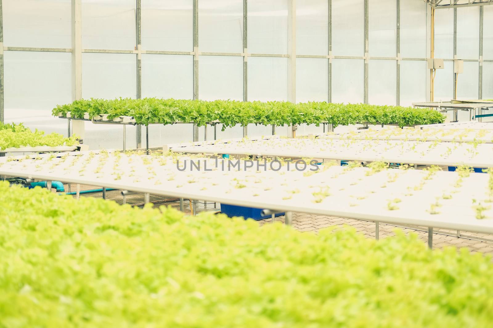 lettuce vegetable growing in plant nursery in hydroponics farm. food & agriculture industry