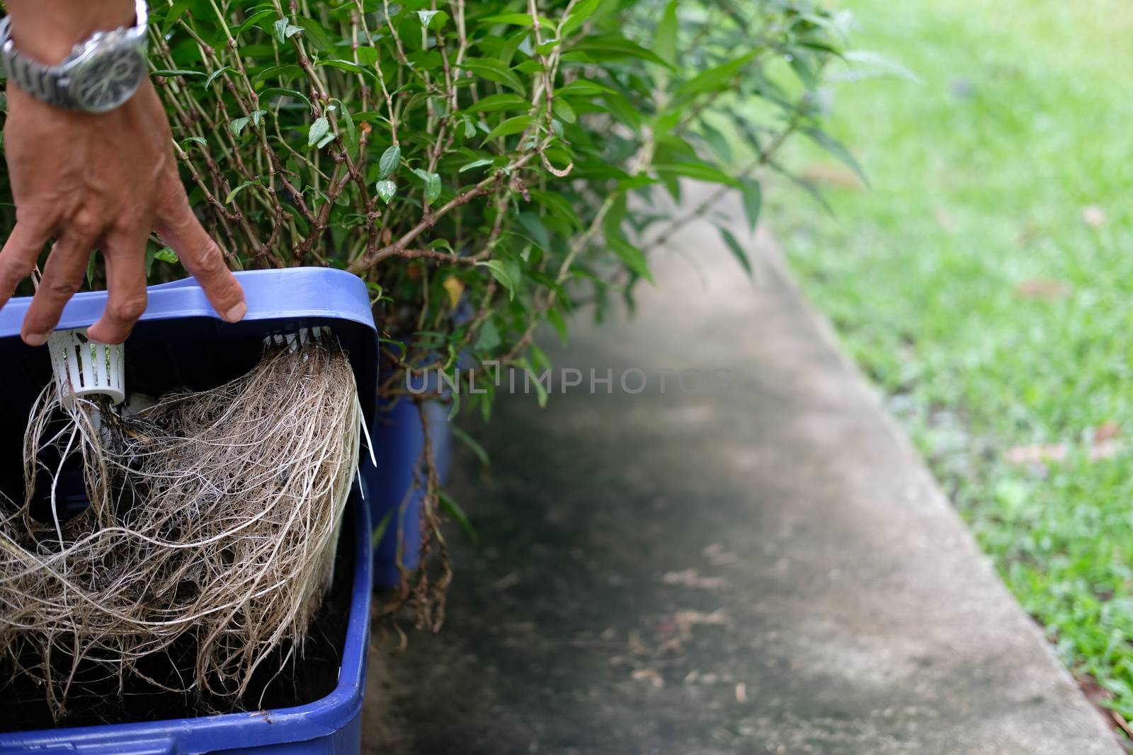 hydroponic vegetable root growing in plastic box in farm