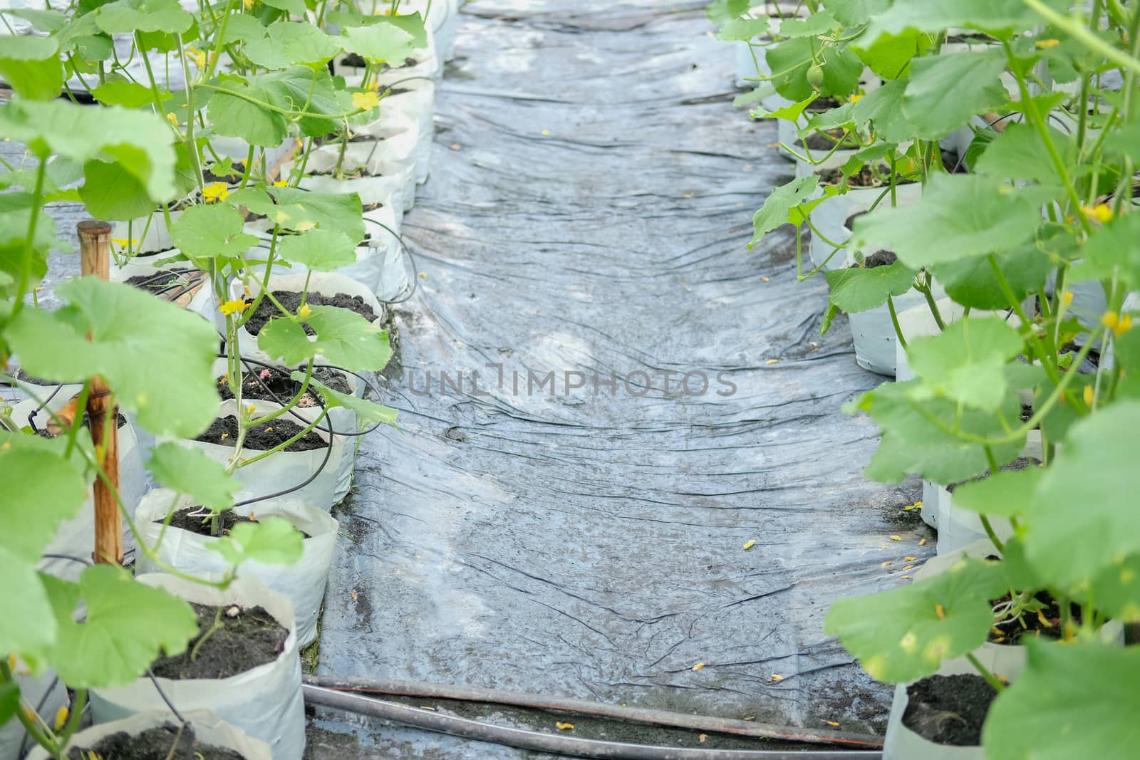 melon plant growing in green house in farm orchard