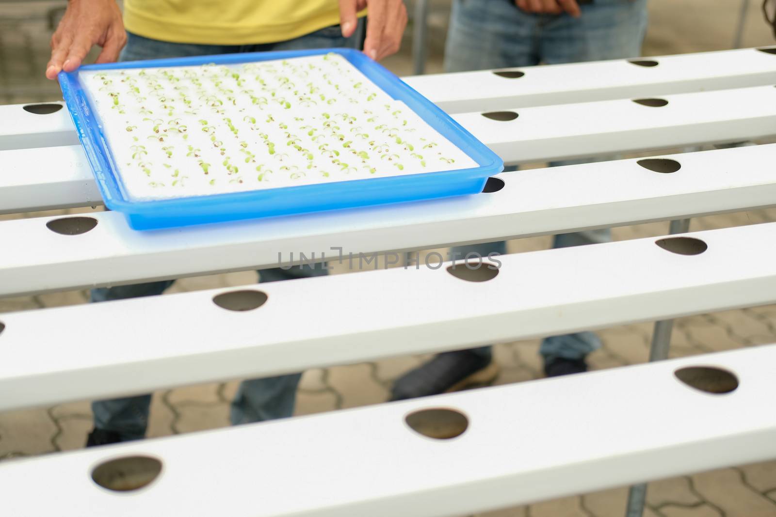 seedling of hydroponic vegetable sprout on wet sponge in plant nursery. lettuce salad growing from seed in farm.
