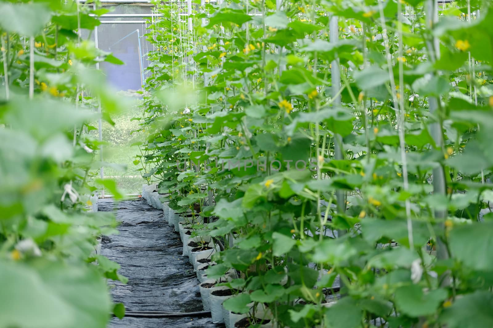 melon plant growing in green house in farm orchard