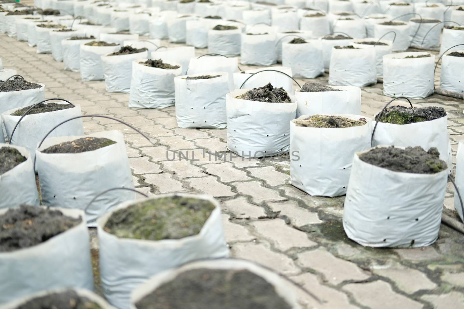 soil & fertilizer in planting bag for growing transplanting plant seedling in farm