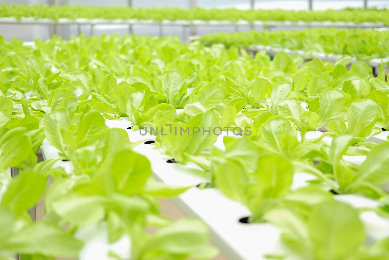 lettuce vegetable growing in plant nursery in hydroponics farm. food & agriculture industry