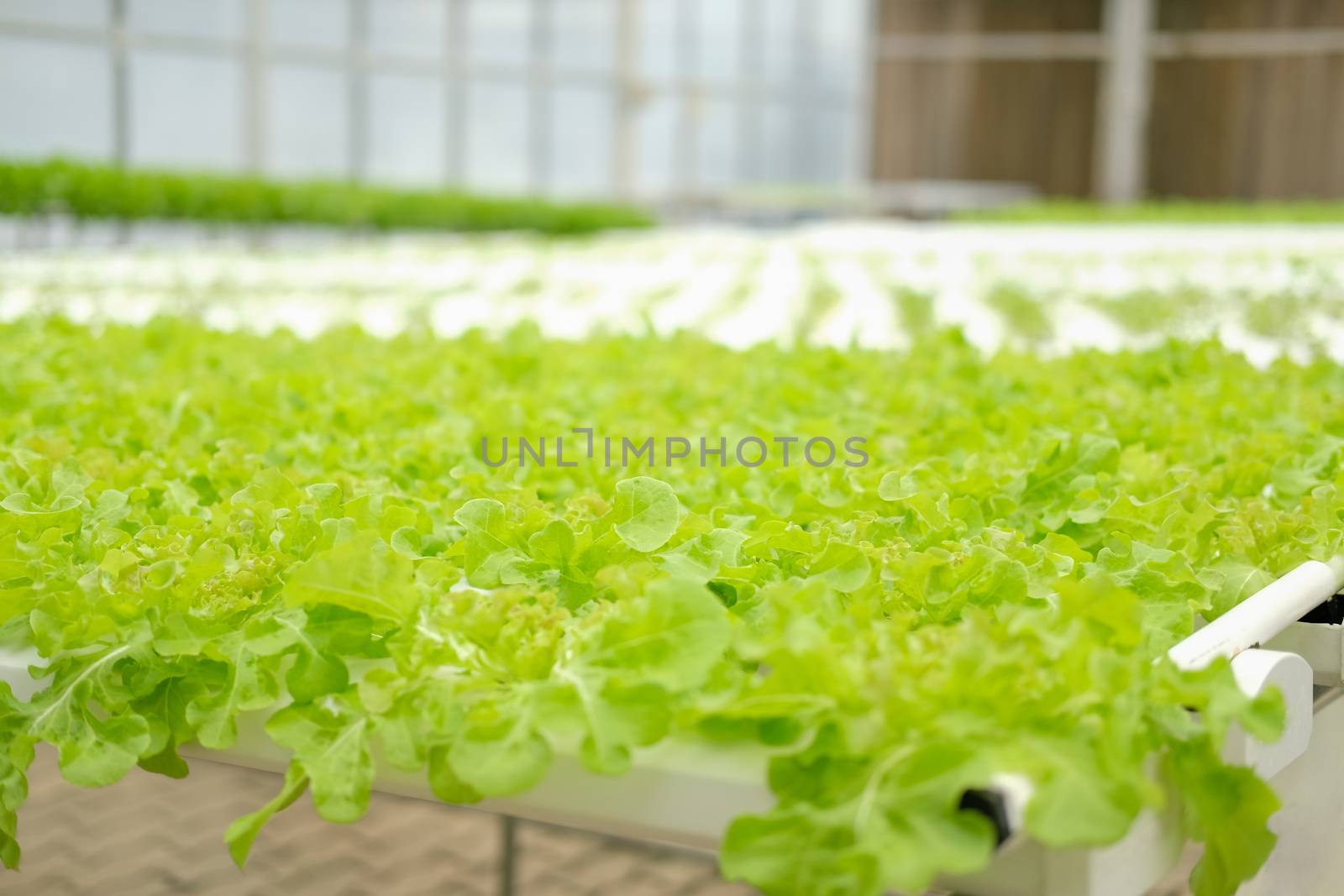 lettuce vegetable growing in plant nursery in hydroponics farm. food & agriculture industry