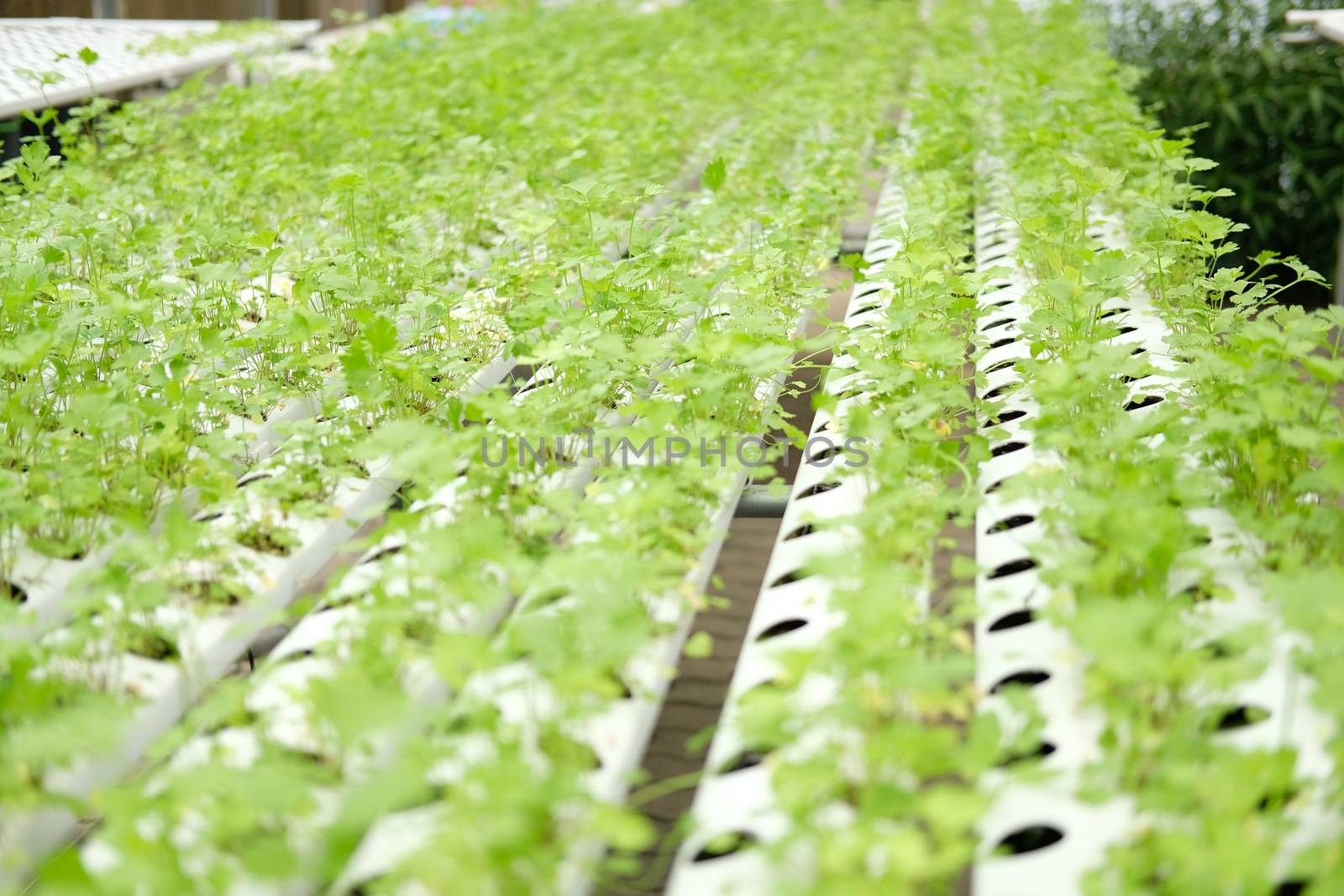 celery vegetable growing in plant nursery in hydroponics farm. food & agriculture industry