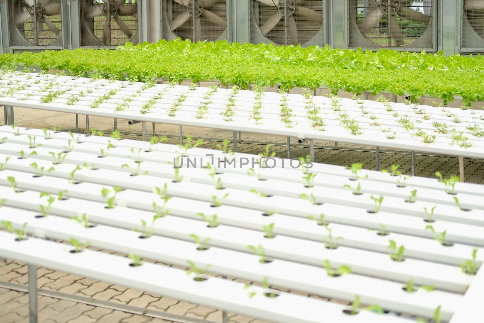 lettuce vegetable growing in plant nursery in hydroponics farm. food & agriculture industry