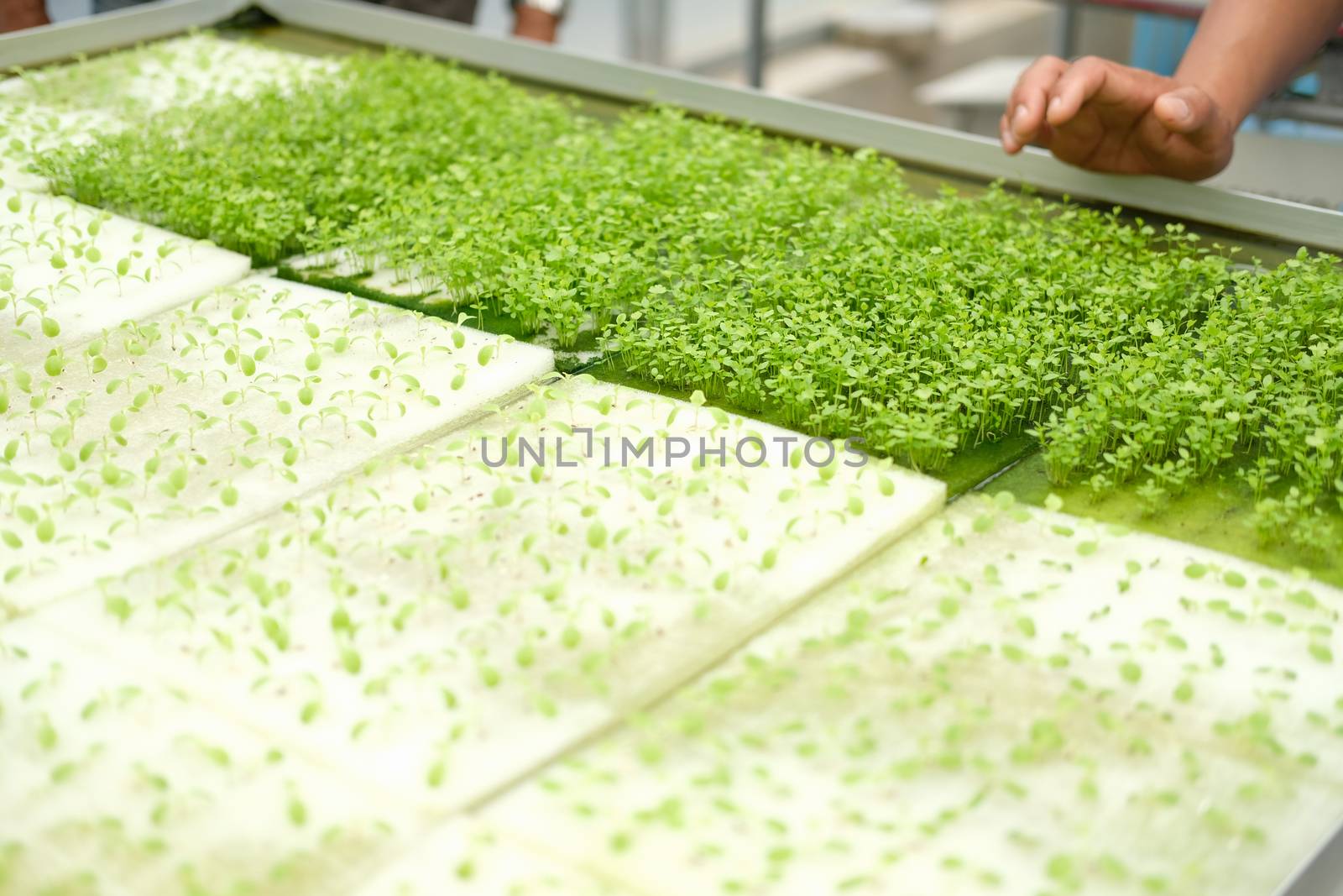 seedling of hydroponic vegetable sprout on wet sponge in plant nursery. lettuce salad growing from seed in farm.