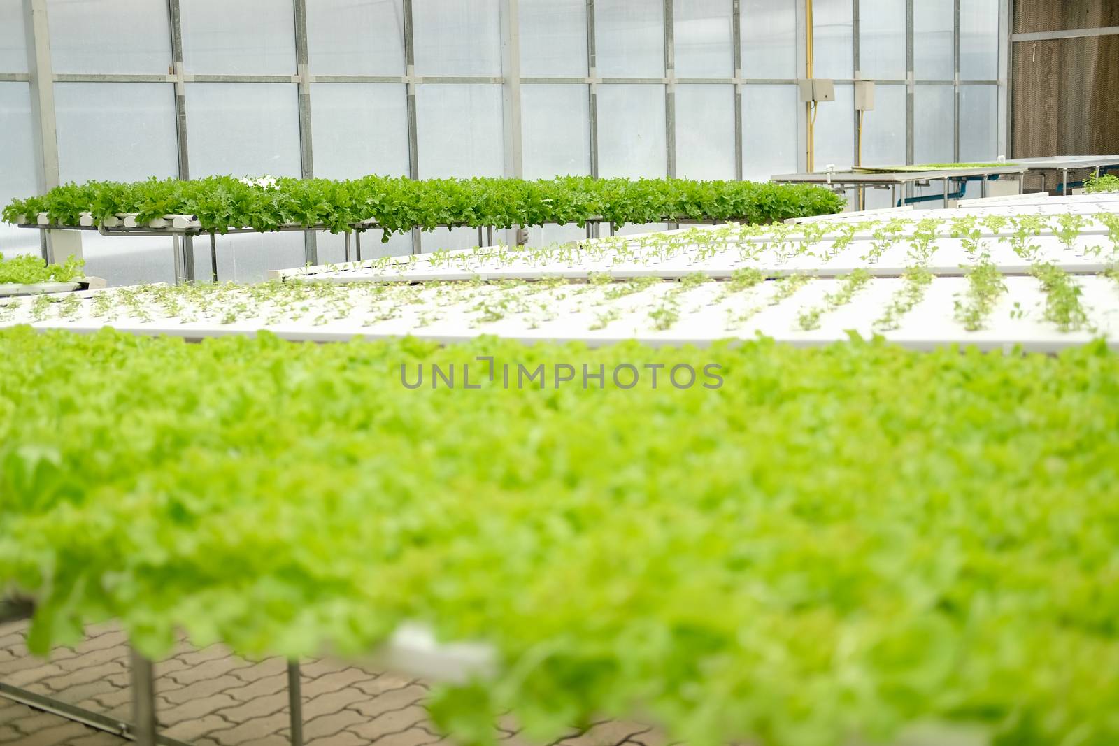 lettuce vegetable growing in plant nursery in hydroponics farm. food & agriculture industry