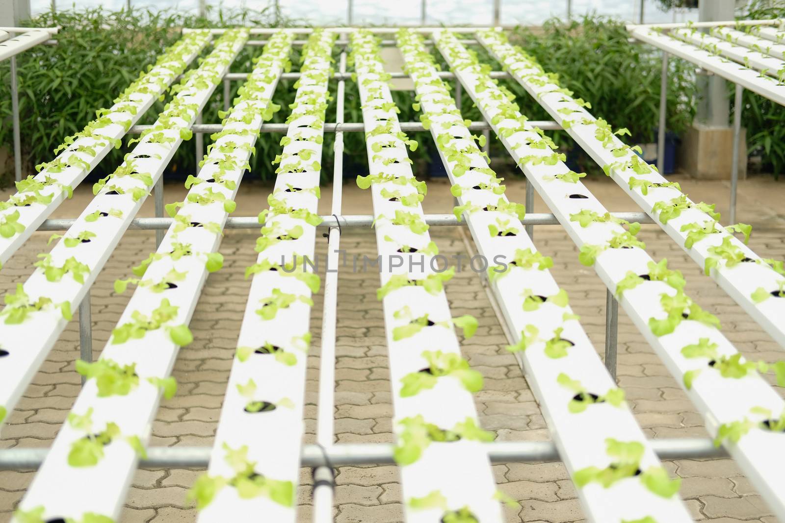 lettuce vegetable growing in plant nursery in hydroponics farm. food & agriculture industry