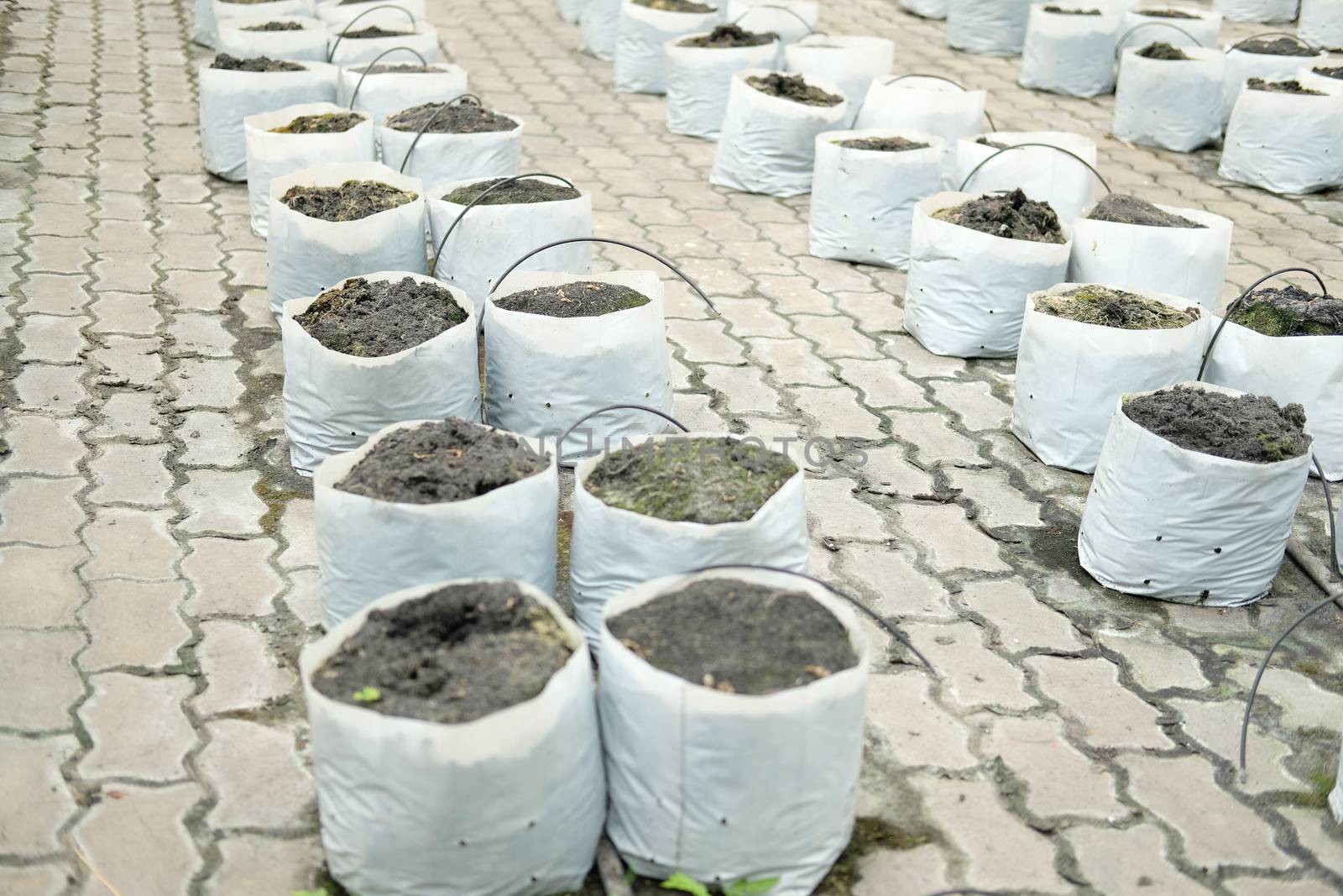 soil & fertilizer in planting bag for growing transplanting plant seedling in farm