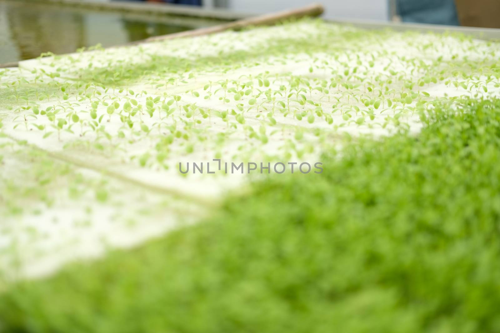 seedling of hydroponic vegetable sprout on wet sponge in plant nursery. lettuce salad growing from seed in farm.