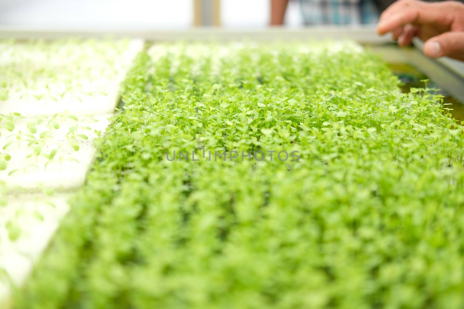 seedling of hydroponic vegetable sprout on wet sponge in plant nursery. lettuce salad growing from seed in farm.