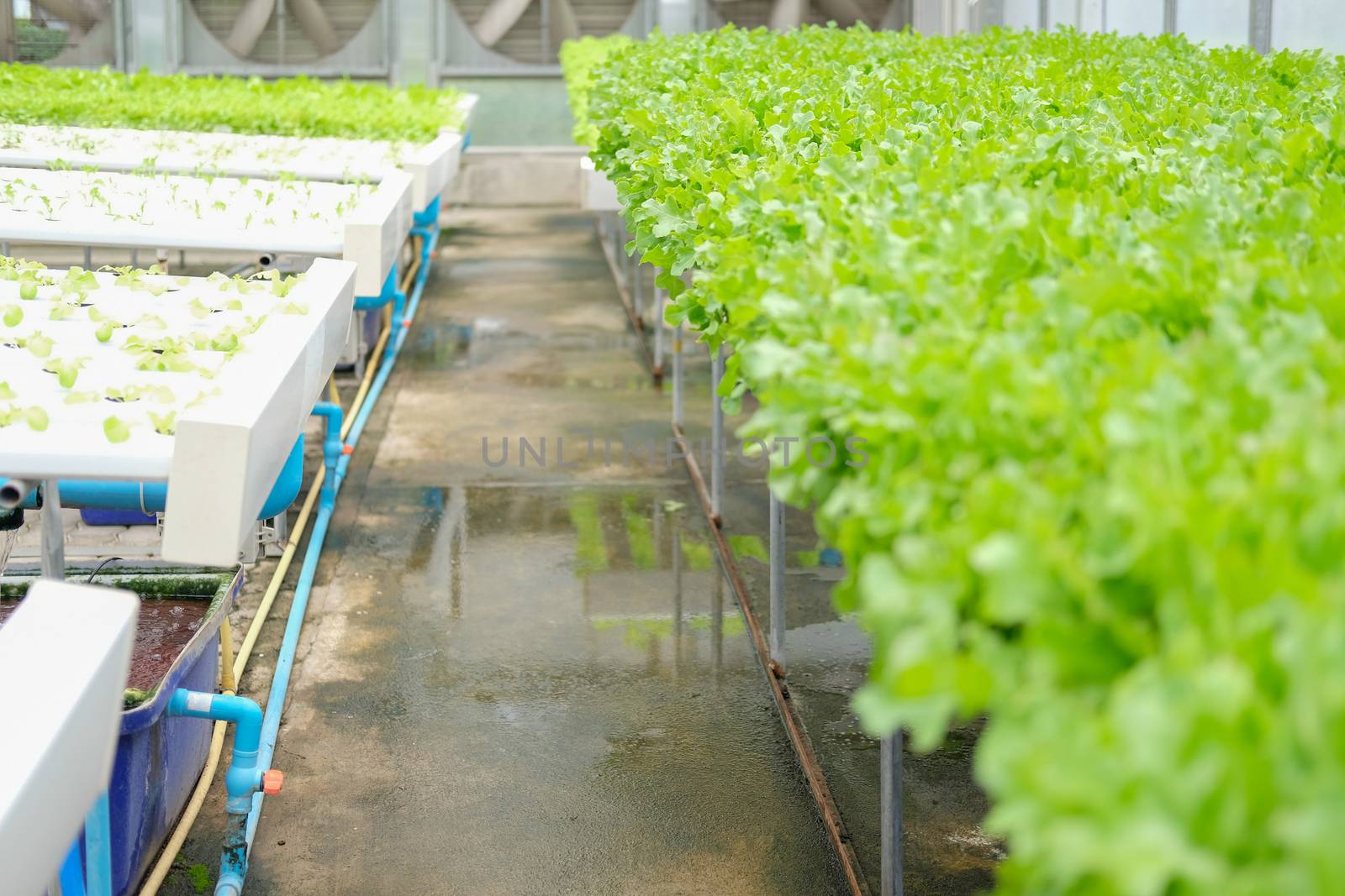 lettuce vegetable growing in plant nursery in hydroponics farm. food & agriculture industry