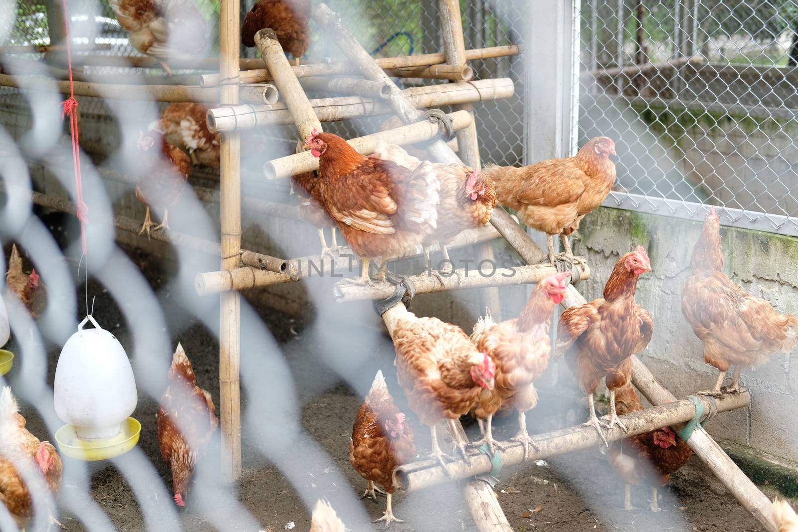 chicken hen in cages in farm