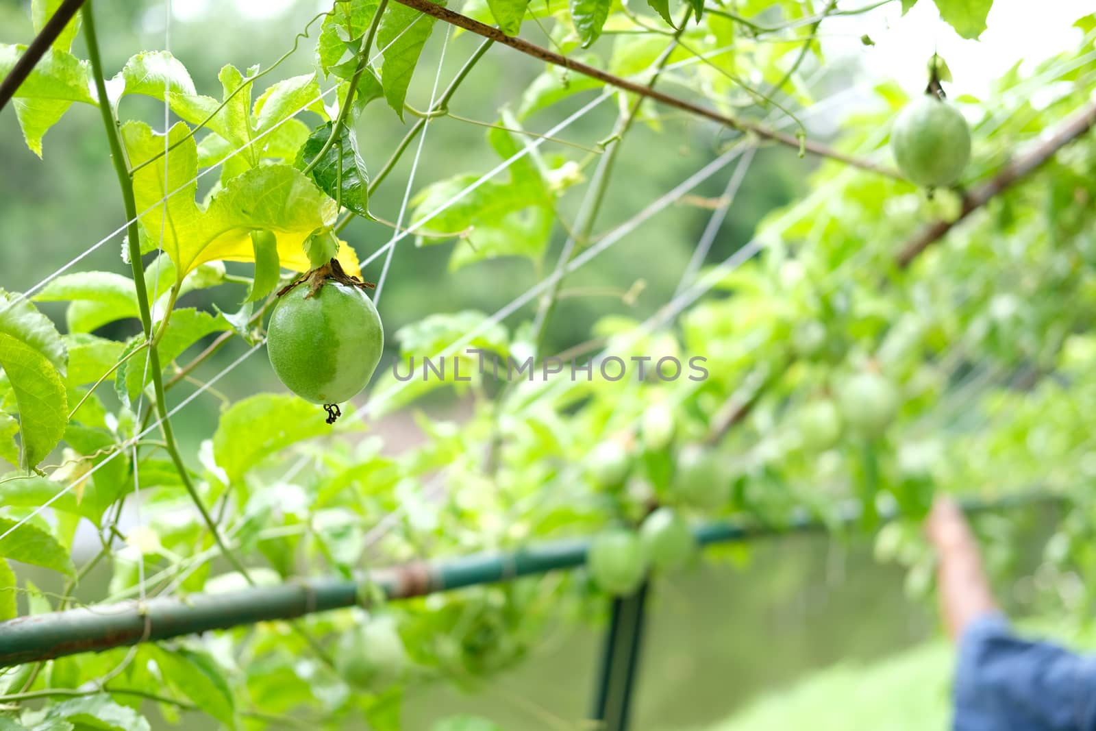 growing passion fruit in garden farm orchard