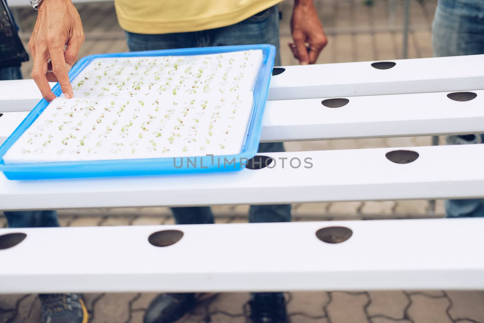 seedling of hydroponic vegetable sprout on wet sponge in plant nursery. lettuce salad growing from seed in farm.