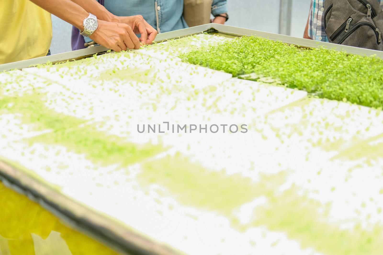 seedling of hydroponic vegetable sprout on wet sponge in plant nursery. lettuce salad growing from seed in farm.
