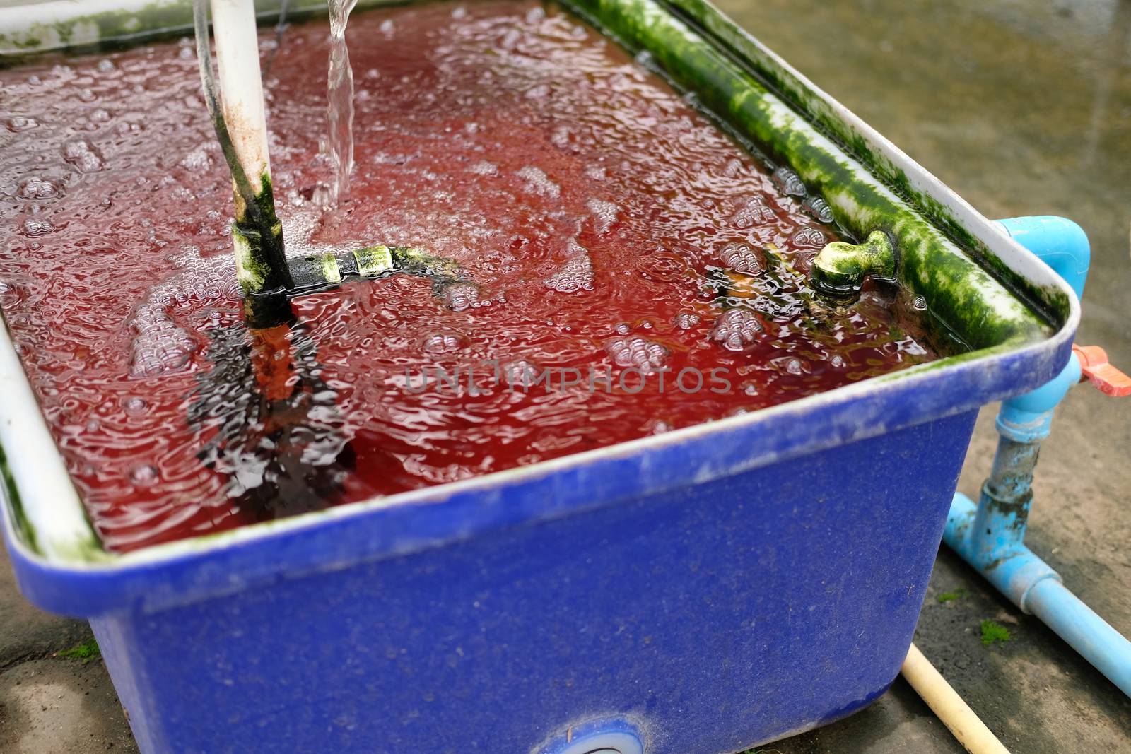 liquid fertilizer mixing in bucket for growing hydroponic vegetable plant