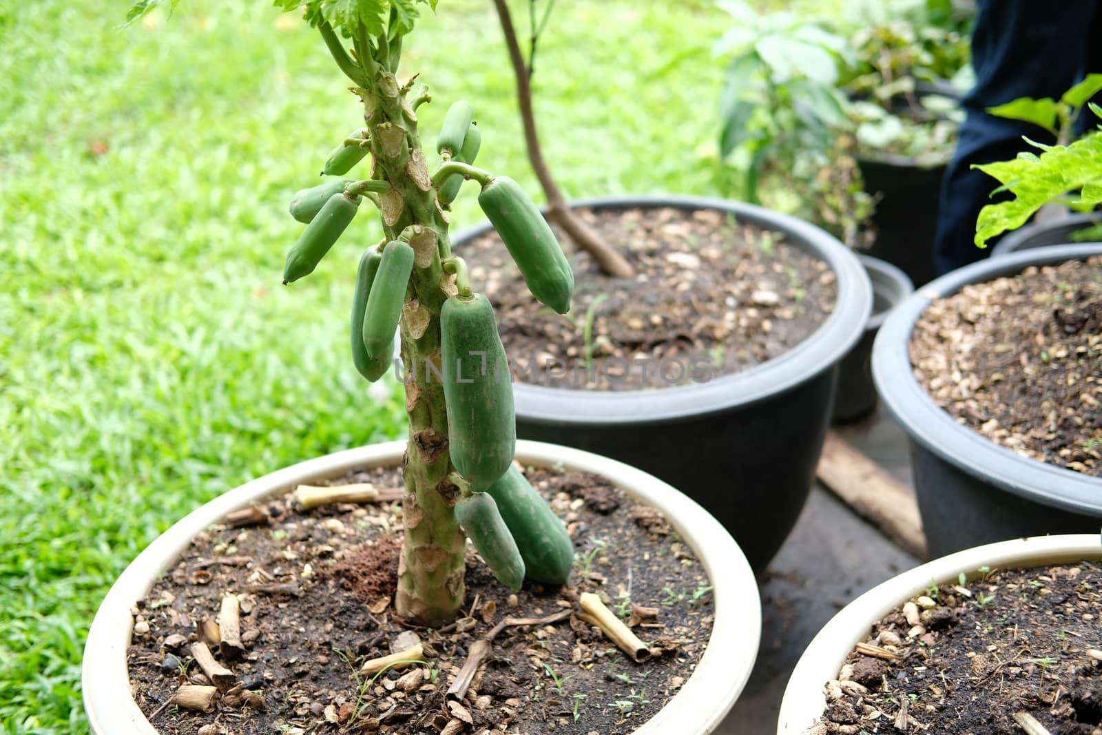 short papaya fruit tree growing in pot in garden