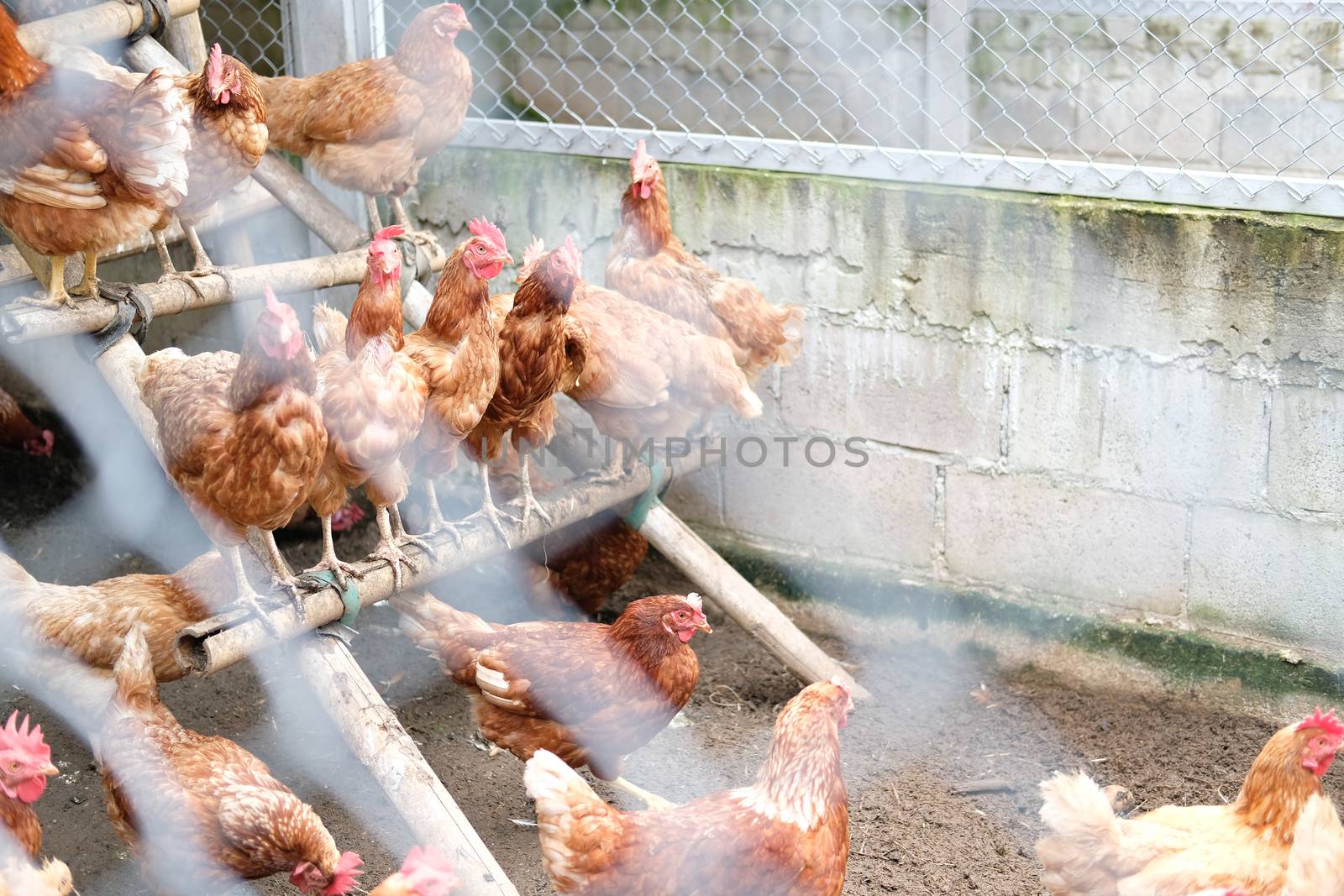 chicken hen in cages in farm
