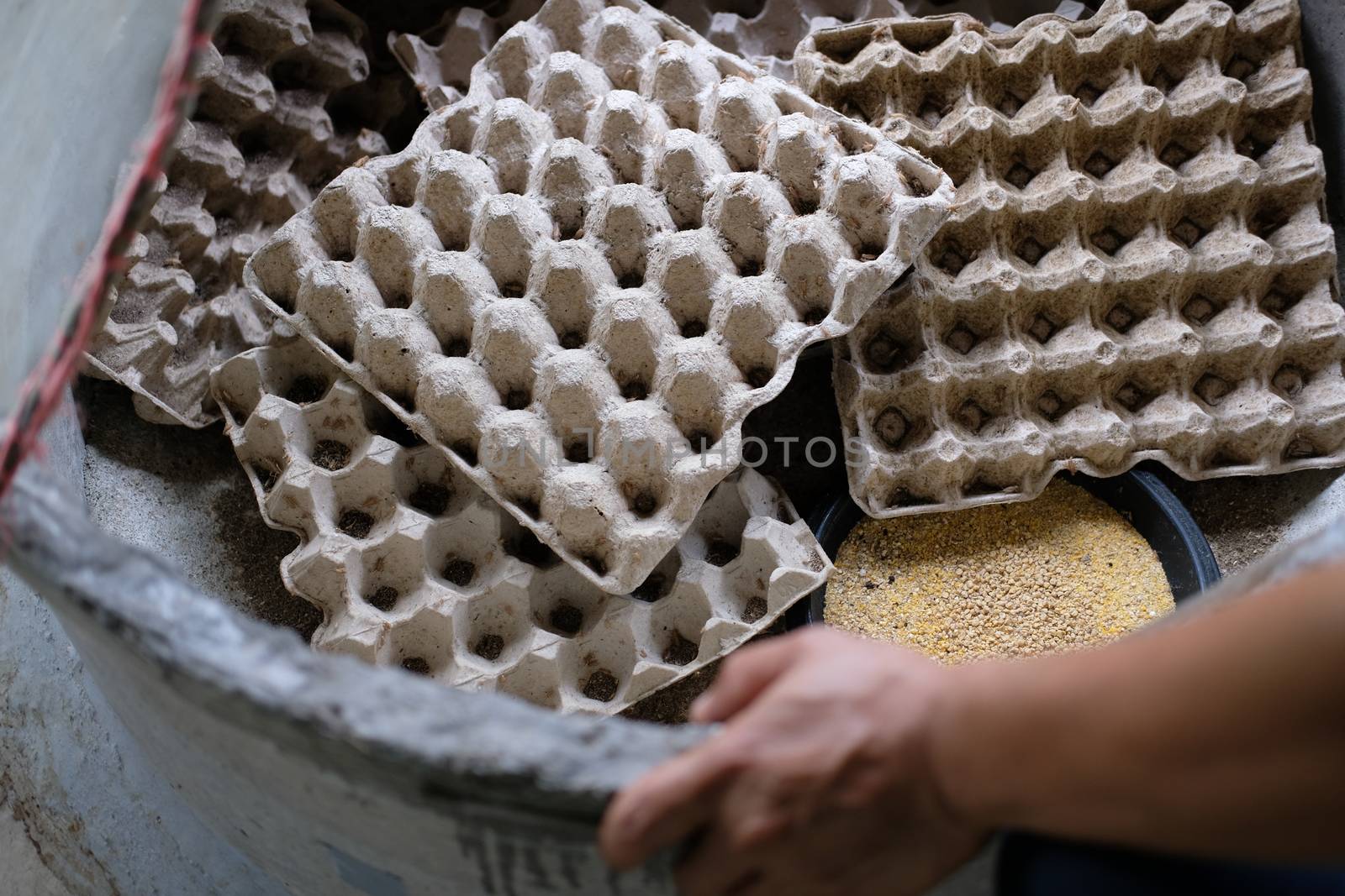 cricket insect bug on egg tray in farm