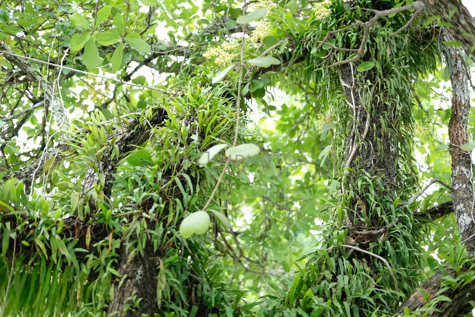 wild orchid plant growing on tree branch trunk