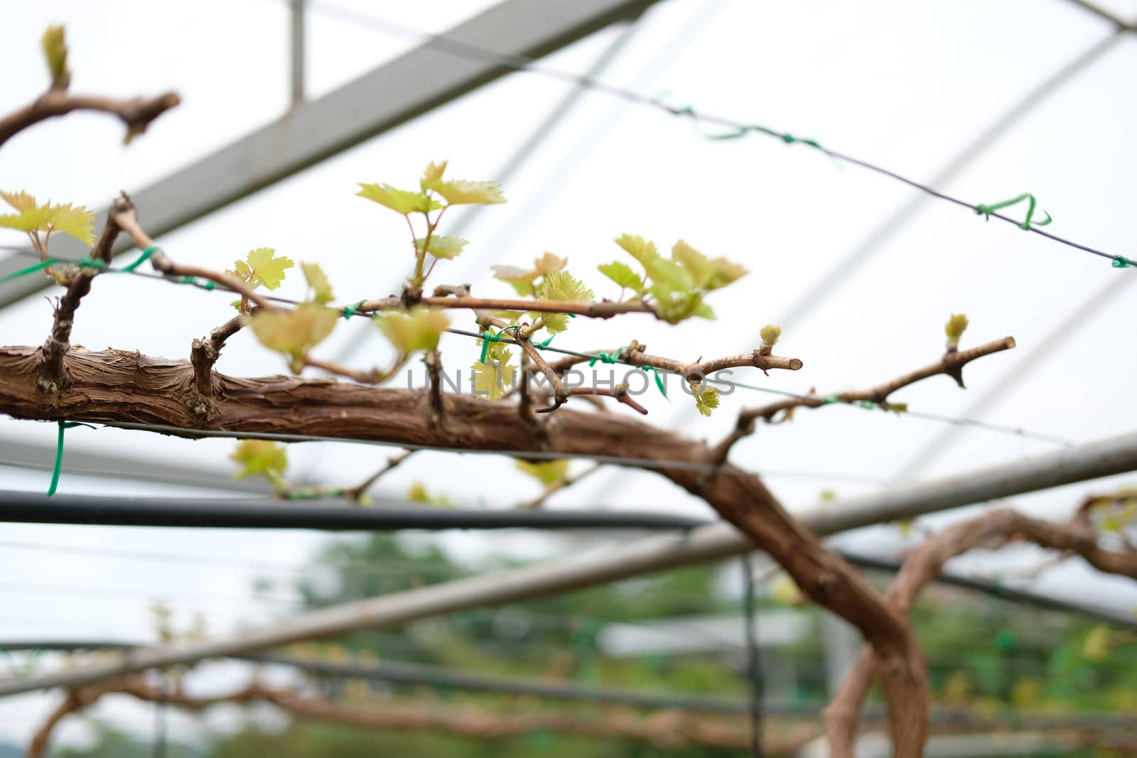 growing grape fruit plant tree in vineyard farm. viticulture orchard