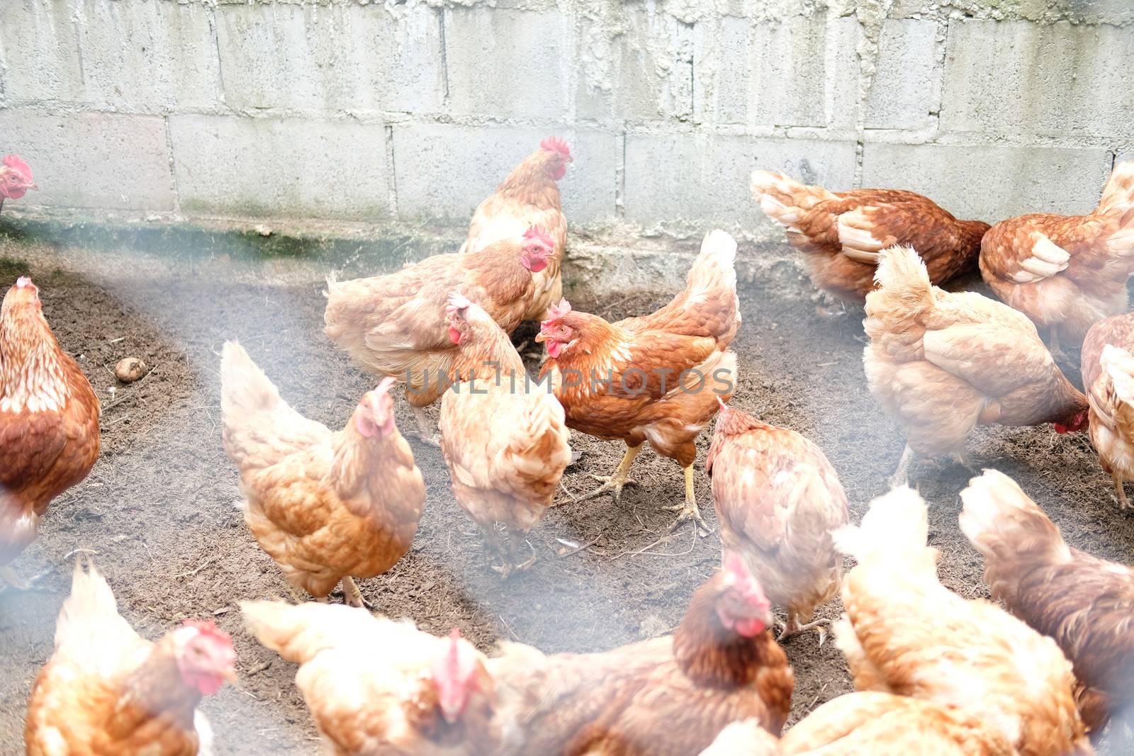 chicken hen in cages in farm