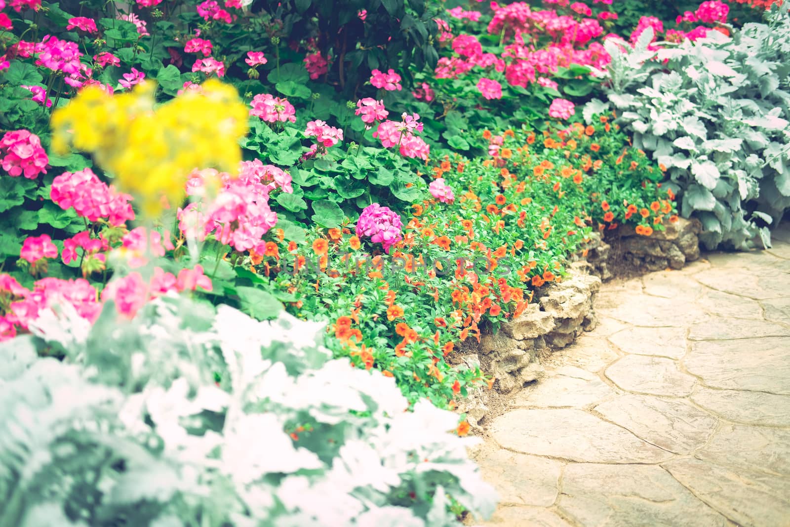 blooming flower plant in botany garden park