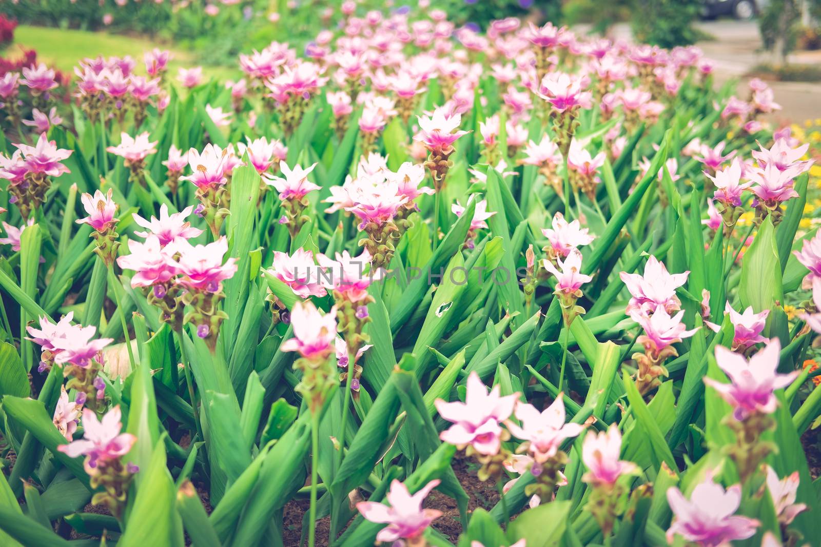 pink siam tulip flower garden field. Curcuma alismatifolia