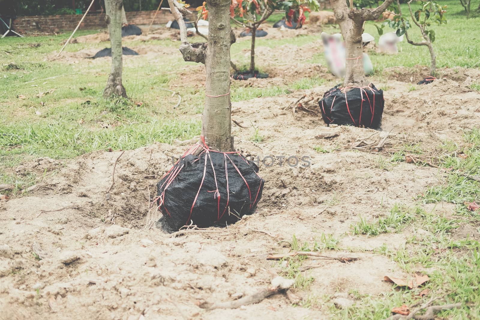 moving transplanting big tree by tying root ball with burlap fabric & rope
