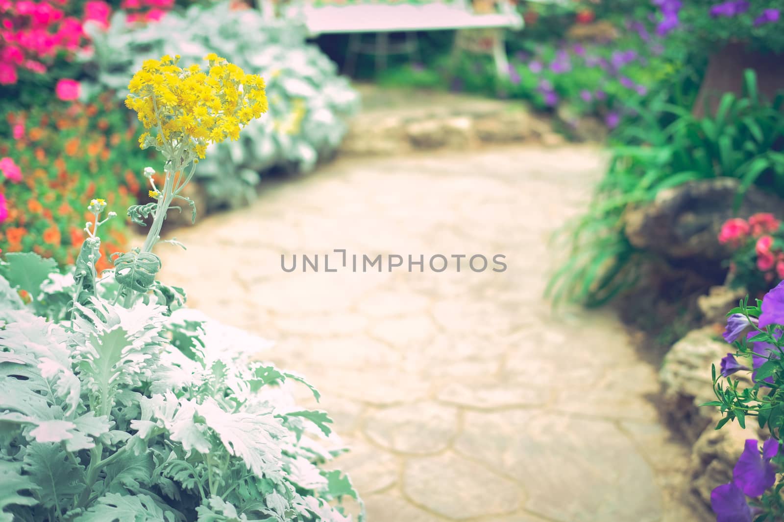 blooming flower plant in botany garden park